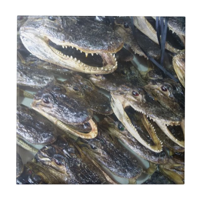 Carreaux en céramique Gator Head (Devant)