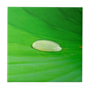 Carreaux en céramique Lily Pad