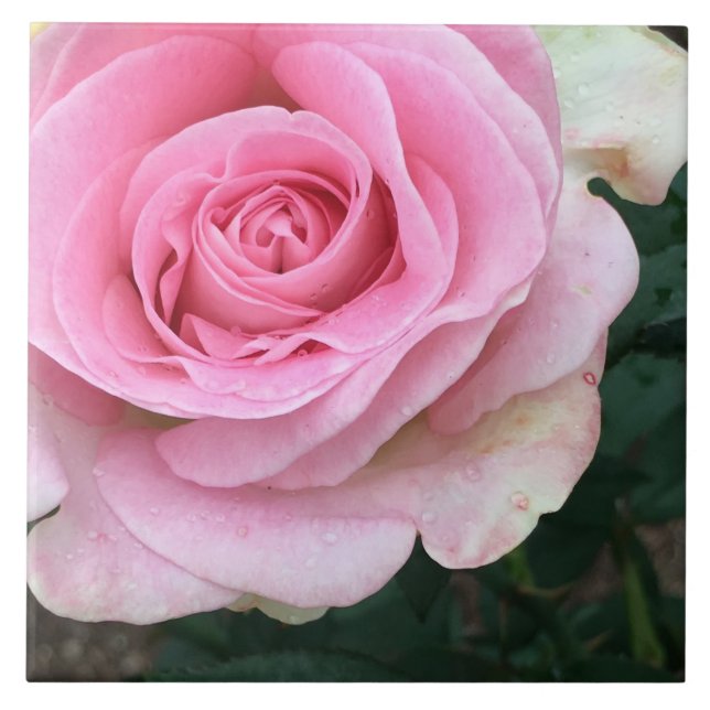 Carreaux en céramique rose (Devant)
