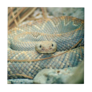 Carreaux en céramique serpent