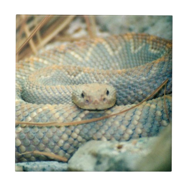 Carreaux en céramique serpent (Devant)