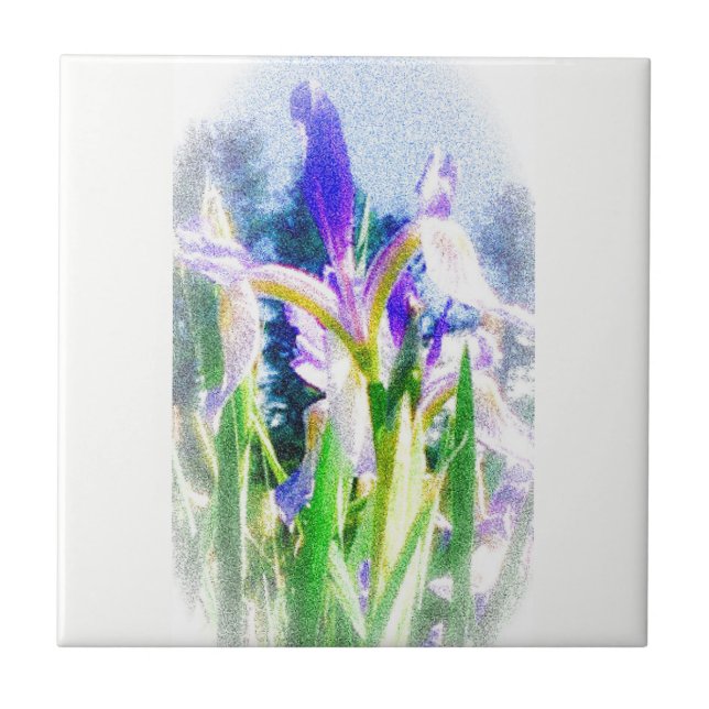 Carreaux Iris défraîchis (Devant)