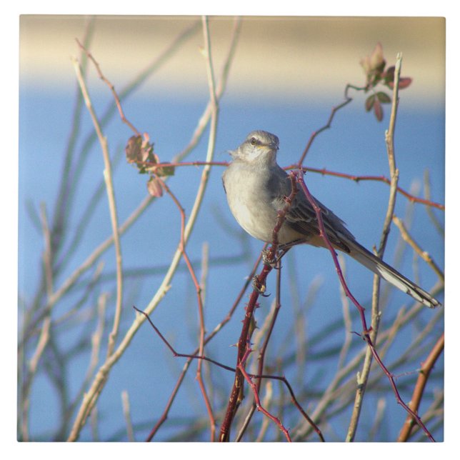 Carreaux photo de Northern Mockingbird (Devant)