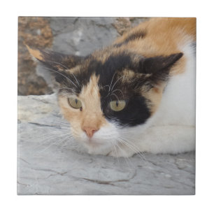Carreaux photo en céramique pour chats en colère p