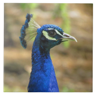 Carreaux - Portrait Peacock