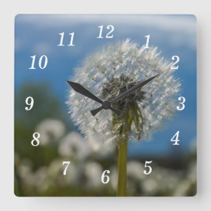 Carrée Beauté D'Un Mur De Dandelion Horloge
