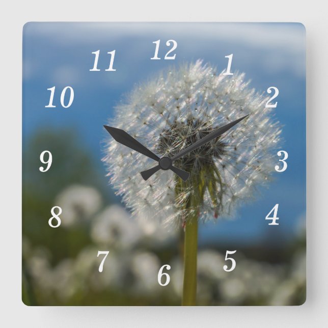 Carrée Beauté D'Un Mur De Dandelion Horloge (Recto)