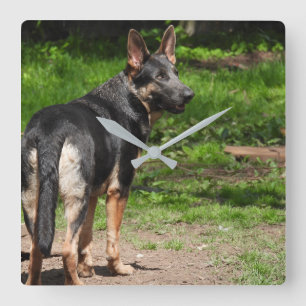 Carrée Horloge berger allemande bleue