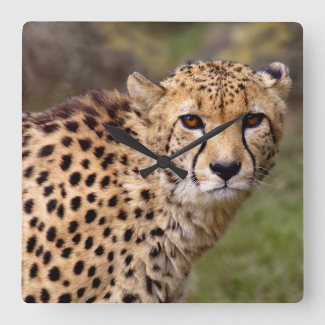 Carrée Horloge Cheetah (Recto)