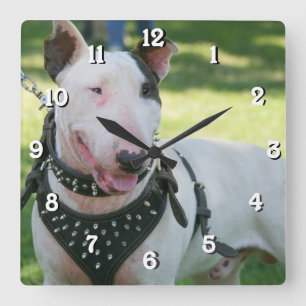 Carrée Horloge de carré de chien de bull-terrier