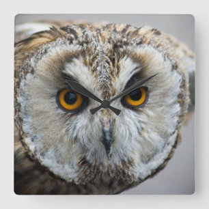 Carrée Horloge de hibou