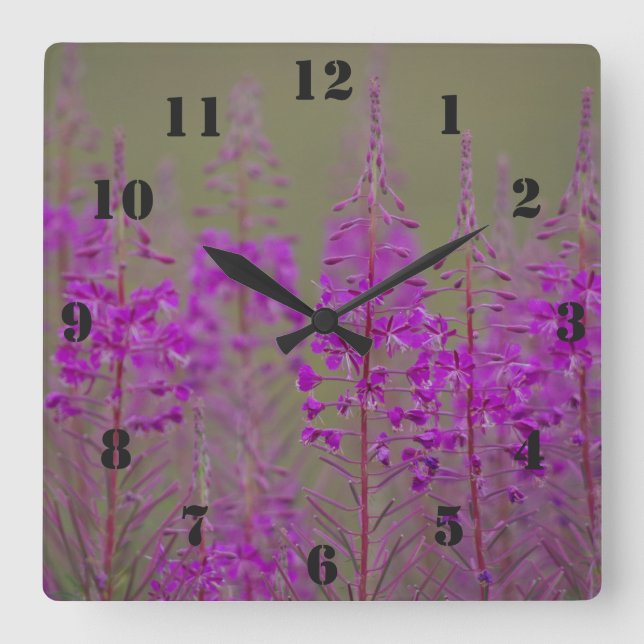 Carrée Horloge de Rosebay Willowherb (Recto)