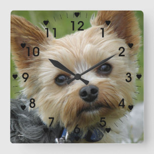Carrée Horloge mignonne de Yorkie