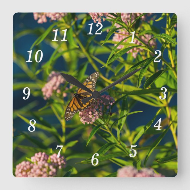 Carrée Horloge Mural Monarque Et Milkweed (Recto)