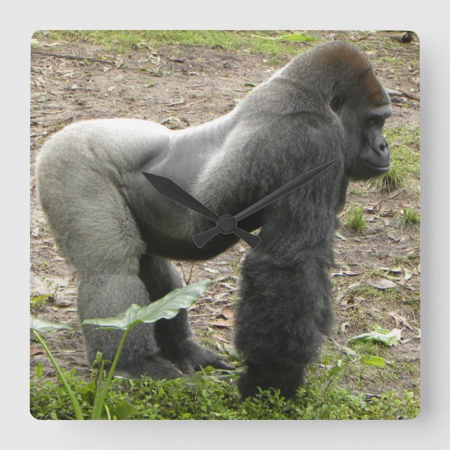 Carrée Horloge puissante de gorille (Recto)