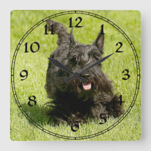 Carrée Horloge Terrier Écossais