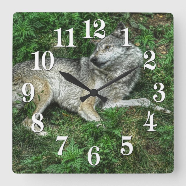 Carrée Repose Loup gris 2 Horloge de la faune (Recto)