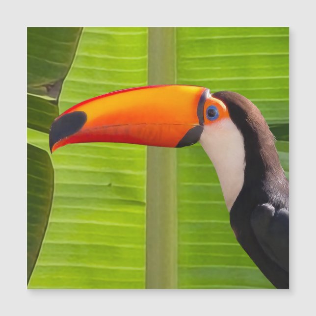 Cartão maagnético com design Tucano (Devant)