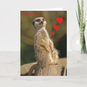 Carte 006 de Meerkat Valentine