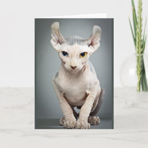 Carte 11 Sphinx Cat