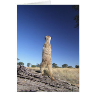 Carte 13 de KMP - sentinelle de Moomins