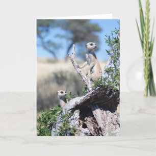 Carte 15 de KMP - sentinelles de favoris