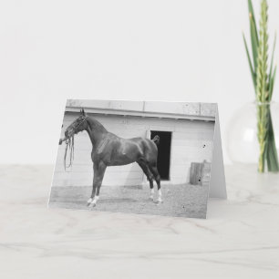 Carte 1911 Show Horse