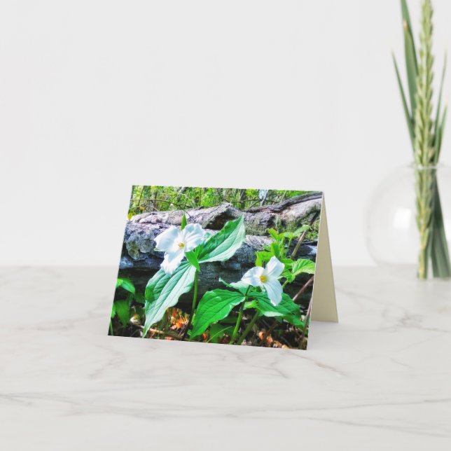 CARTE 1CARTE DE RÉDACTION TRILLIUMS (Devant)