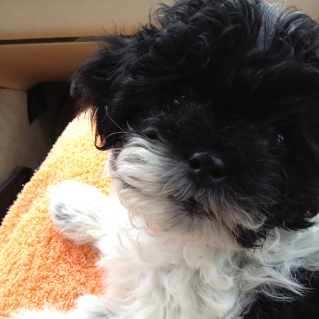 Carte 1re COME COME MARRIAGE-THEN COMES THE HONEYMOON ! (Créateur téléchargé)