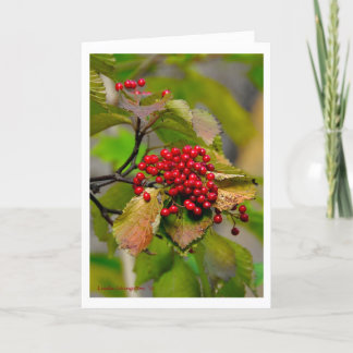 Carte 2012 de Noël de baies d'automne