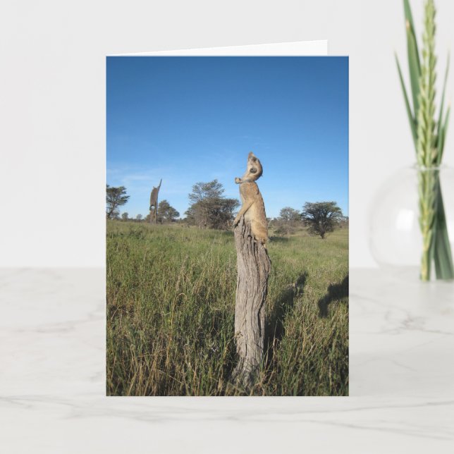 Carte 2 de KMP - Monkulus (Devant)