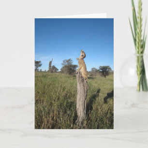 Carte 2 de KMP - Monkulus