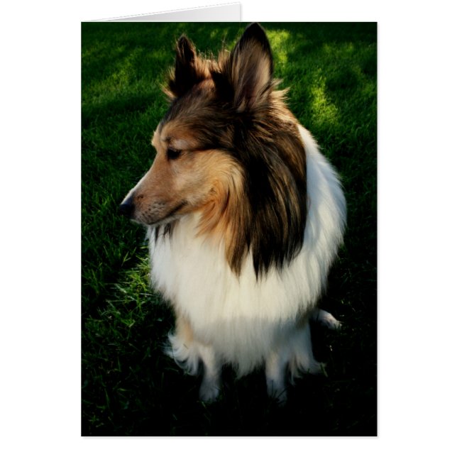 Carte 2 de Maggie (Devant)