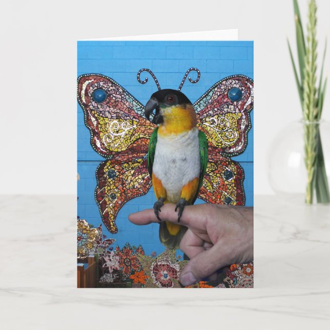 Carte 2 de papillon de Boingo (Devant)