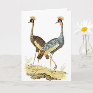 Carte 2 Gris Crowned Crane Birds Art Vintage