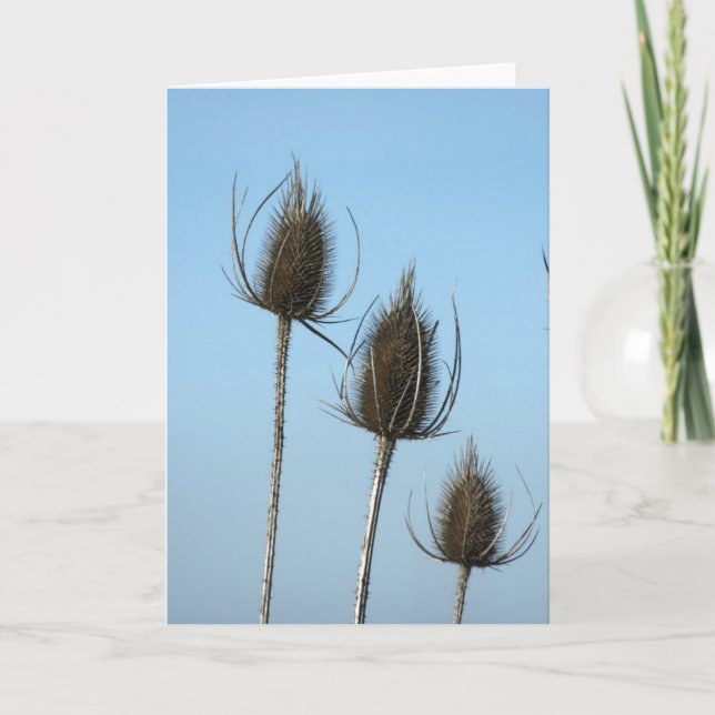 Carte 3 Teazles Card (Devant)