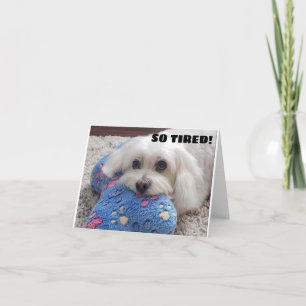Carte *50e anniversaire* HA HA HA HA HA (HUMOUR CHIEN FU