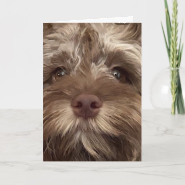 Carte *50e anniversaire HUMOUR de COCKAPOO" (Devant)