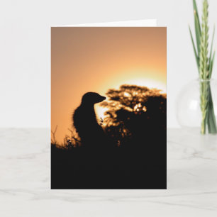 Carte 5 de KMP - coucher du soleil de flavo de