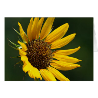 Carte 5X7 de tournesol d'août