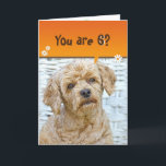 Carte 6th birthday brown poodle on wicker<br><div class="desc">Cute brown poodle with daisies on wicker chair for 6th birthday, 
Text can be changed for any age birthday.</div>