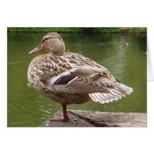Carte à canard