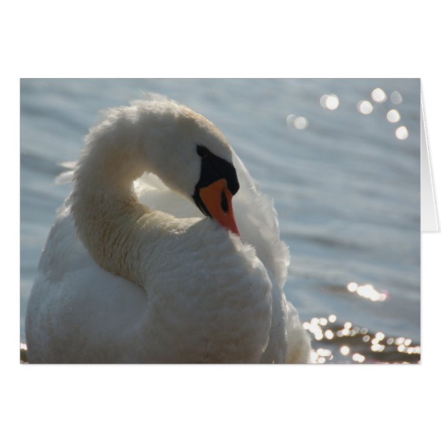 Carte à cygne blanche (Devant horizontal)