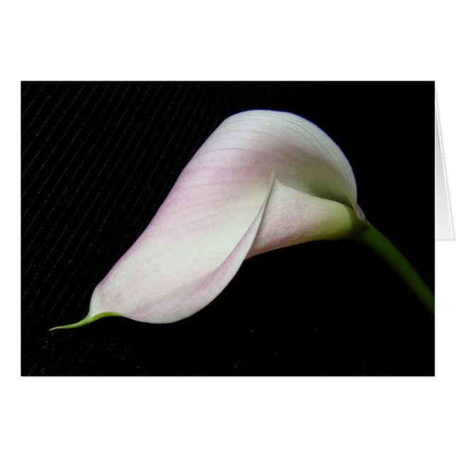 Carte à fleurs Calla Lily (Devant Horizontal)