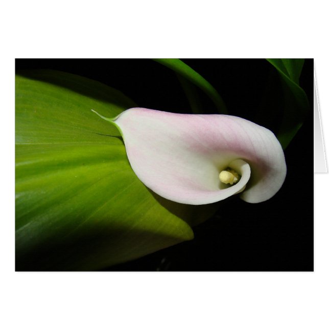 Carte à fleurs Calla Lily (Devant Horizontal)