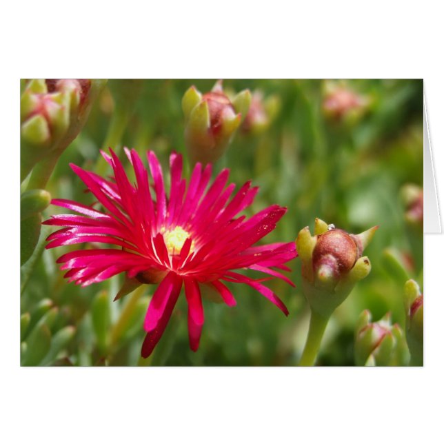 Carte à fleurs de glace rose (Devant horizontal)