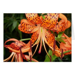 Carte à fleurs de tigre orange