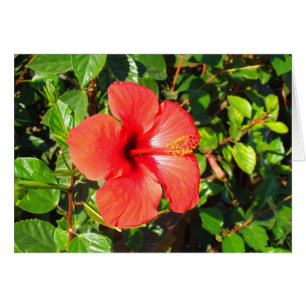 Carte à fleurs Hibiscus