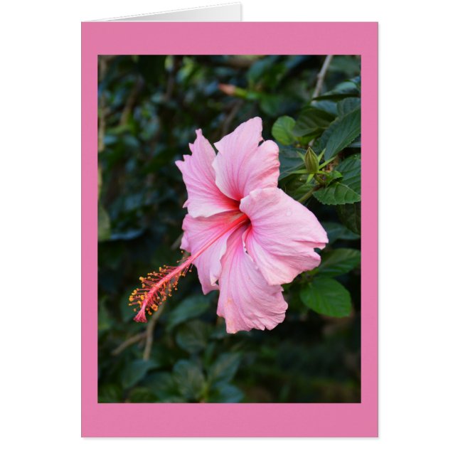 Carte à fleurs Hibiscus rose (Devant)