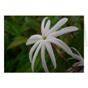 Carte à fleurs Jasmine